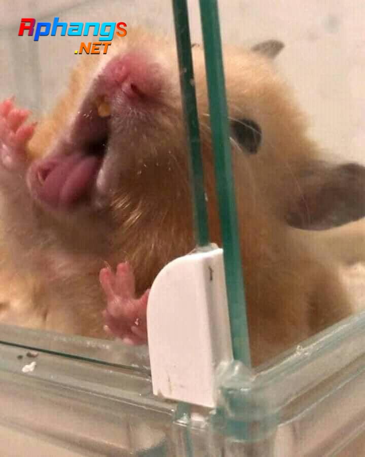 09f5d3e6350d45b49876d1cdbb618a55chuot-the-luoi-mlem-mlem.jpg