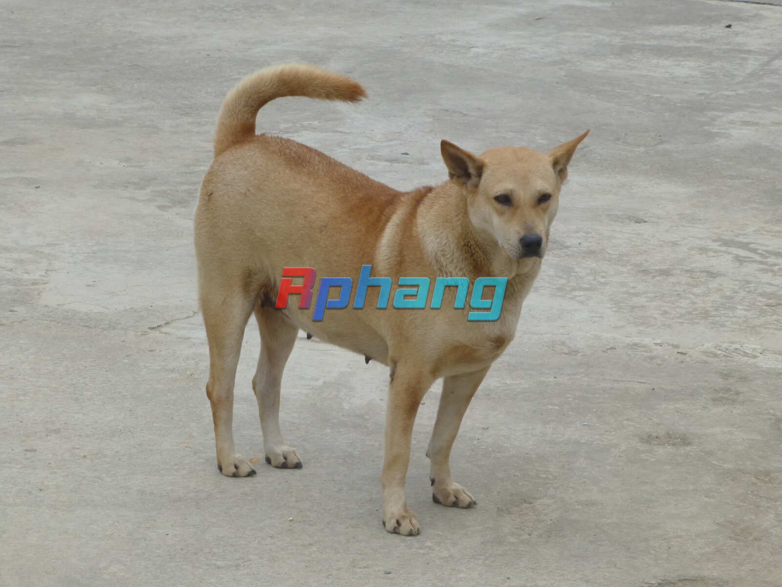 Yen_Bai_-_dogs_-_P1390010.JPG