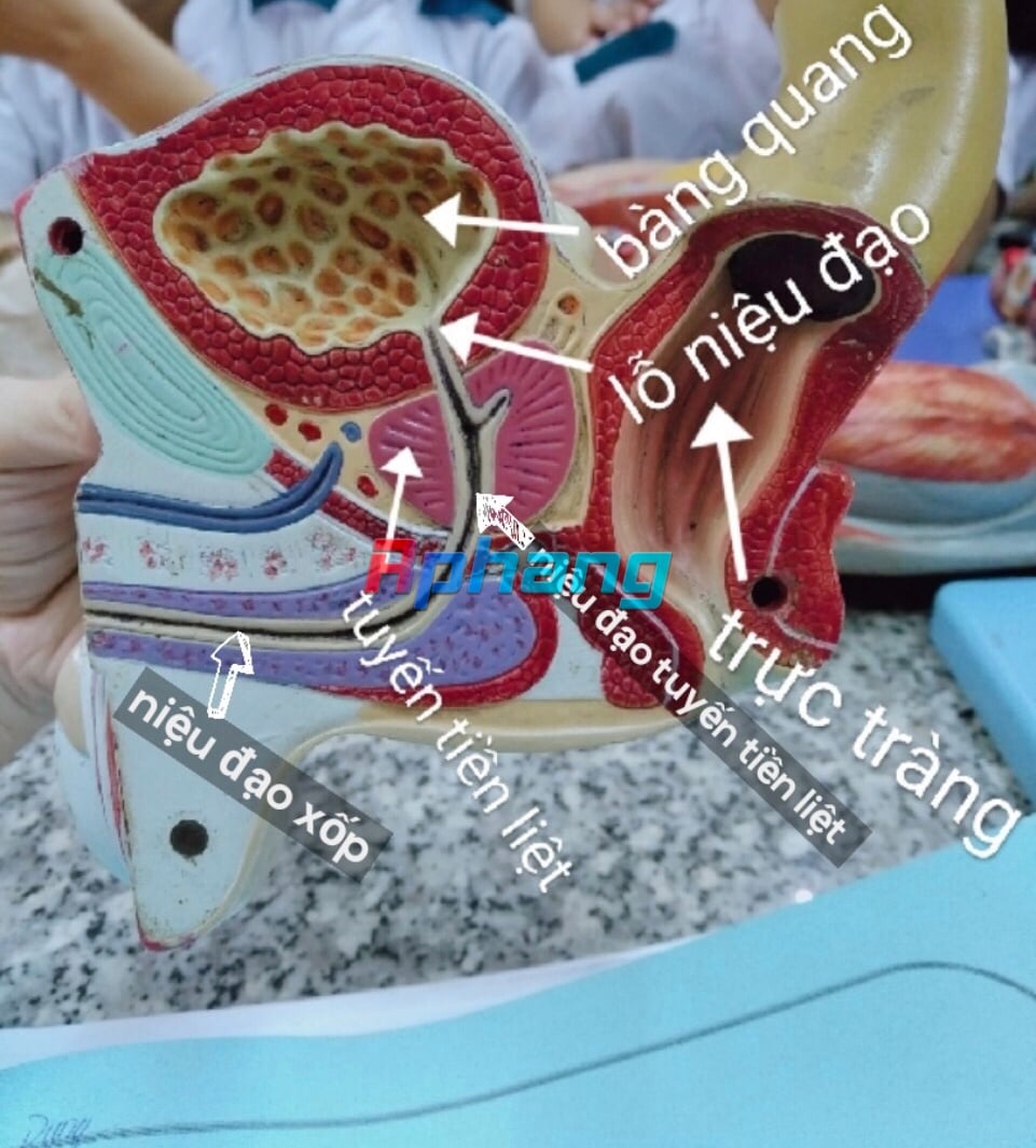 90B31671-BEBB-458C-B900-3098328F937F.jpeg