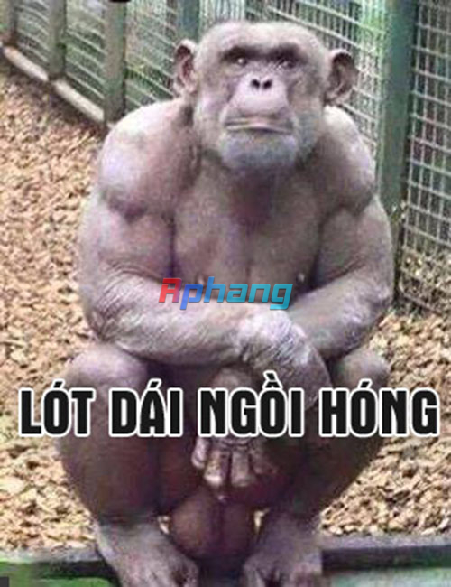 anh-che-hai-huoc-bua-ba-dao-chat-cuoi-te-ghe-moi-nhat-967f33.jpg