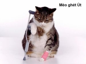 Gato_fracturado.jpg