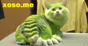 3B5C84EF-53FB-4866-9ADD-C8D2901E8DD0.jpeg