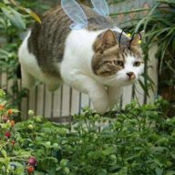 Trang