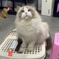 dungpham2810