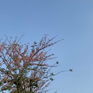 Tập viết