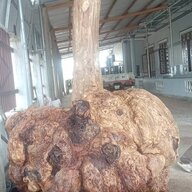 Gaconlaanh