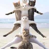 Bigbigcat