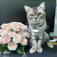 nguyenha112233