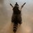 didi998