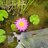 KẻDuMục85